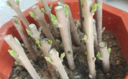 腊梅扦插视频教程，新手能学会吗？
