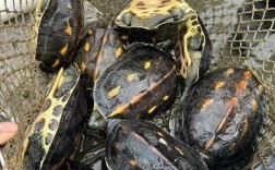 2025海南花龟苗价格多少？