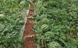 西瓜种植方法技术视频有哪些要点？