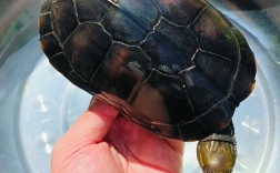 黄喉龟2025价格会涨还是跌？