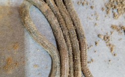 2025养蚯蚓先进技术