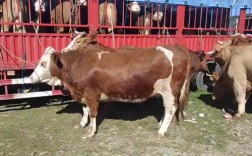 河南养牛主要有哪些品种？