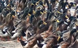 河南适合养哪些蛋鸭品种？