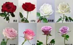 花朵品种大全图片及名称有哪些？