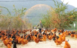 CCTF7养鸡技术视频有哪些实用技巧？