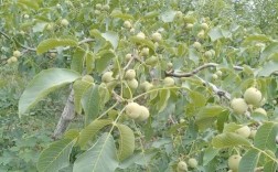 核桃种植技术哪家强？亩收益究竟有多高？