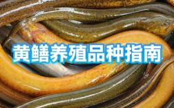 黄鳝生态养殖技术如何突破？
