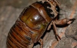 2025年德州金蝉价格会涨还是跌？