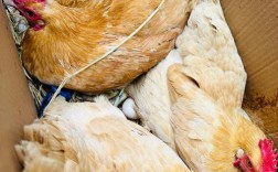 最会下蛋的鸡是哪个品种？