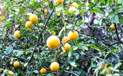 橘子树不长刺的品种