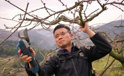 坚果修剪视频，关键技巧有哪些？