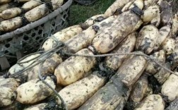 湖北农科院莲藕新品种