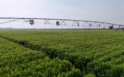 河南小麦后期管理有哪些关键技术？