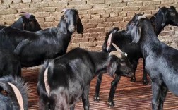 云南山羊品种有哪些？