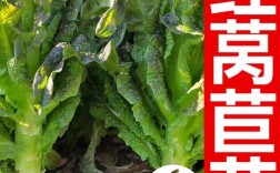 春季红莴笋种植技术视频要点有哪些？