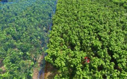 北方大棚如何高效种植桑葚？