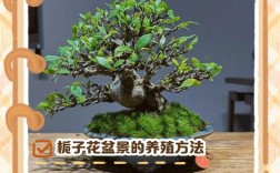 盆景栽培与制作，关键技术有哪些？