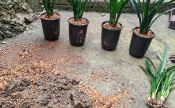 墨兰金嘴品种有哪些？