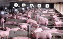国外养猪发达，技术支撑核心是什么？