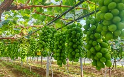 葡萄种植技术视频，如何系统学习？