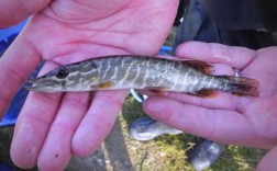 云南白斑狗鱼养殖技术