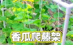 南瓜立架怎么搭才高产？
