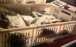 2025年蝎子价格会涨还是跌？