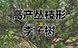 李子树哪个品种产量最高？