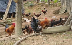 散养土鸡实用技术有哪些关键要点？