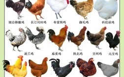 小型土鸡品种一只多少钱？