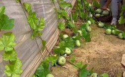 绿宝甜瓜如何实现高产种植？