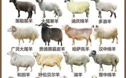羊的品种有哪些？附图片详解。