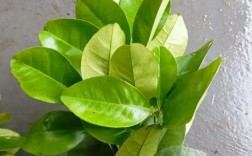 柚子叶片有毛啥品种