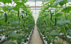 大棚黄瓜栽培技术视频，关键步骤有哪些？