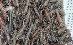 澳洲淡水龙虾育苗技术要点有哪些？