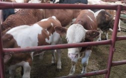 新疆养殖牛品种具体有哪些？