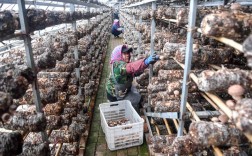 香菇室内栽培技术视频，新手能学会吗？