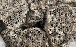 怎么买到蜂巢价格多少