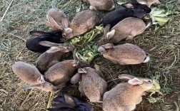 哪个品种的兔子肉质最好？