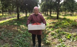 红豆杉果价格究竟是多少？