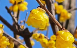 腊梅花有哪些常见品种？