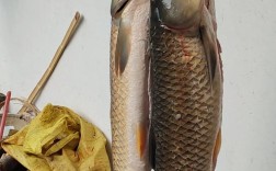 草鱼鲩鱼养殖技术视频