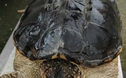 鳄鱼龟哪个品种最好养？