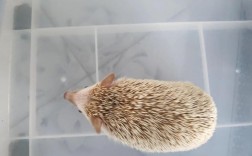 刺猬养殖技术视频有哪些关键要点？