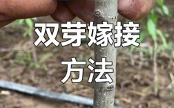 不同品种树木嫁接可行吗？