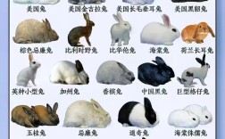 散养选什么兔子品种好？