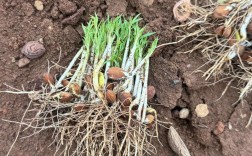 刘光战桃苗新品种有哪些特点？