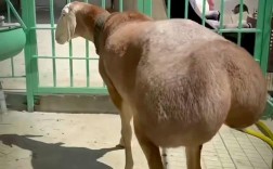 大尾巴羊是哪个品种？