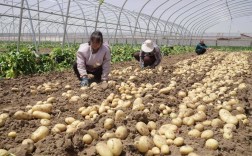 秋季土豆种植技术视频有哪些要点？
