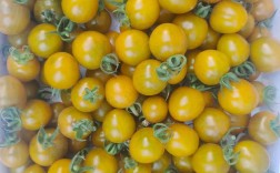 小圣女果什么品种最高产？